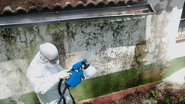 Trusted Basement Mold Remediation service in Jamestown, TN - Cheap Mold Removal